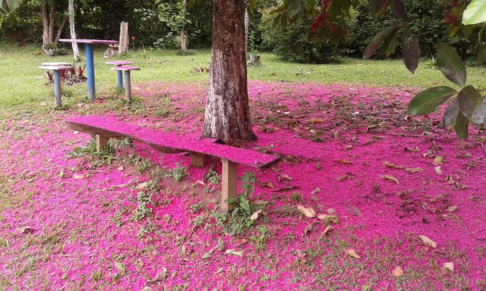 Hotel Pouso Jambo Rosa Valenca  Exteriér fotografie